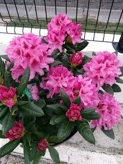 Mon rhododendron rose