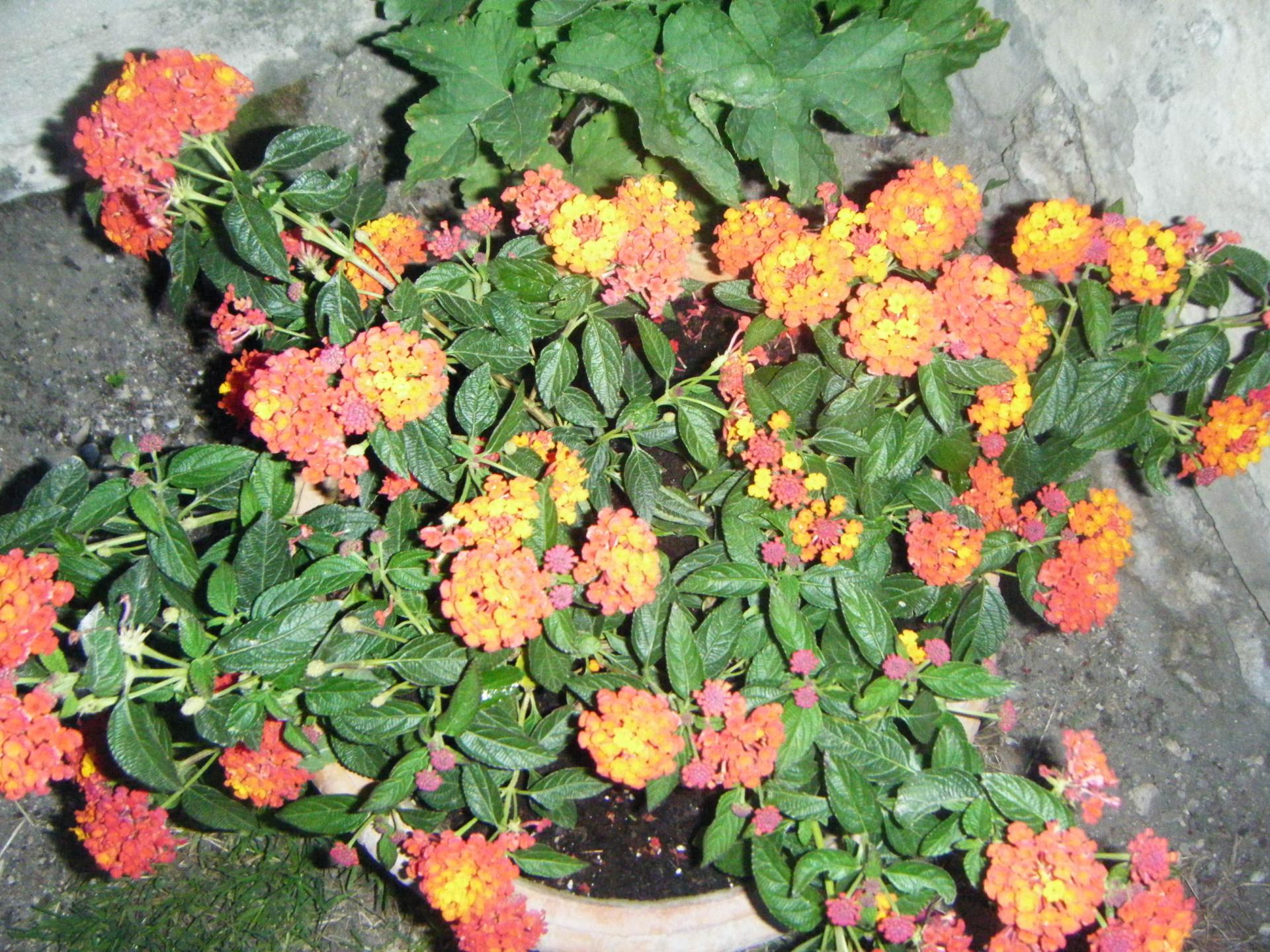 Lantanas