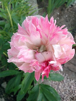 Ma pivoine mystérieuse